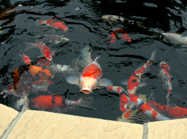 The Koi