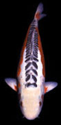 Showa Showa Sanke – Koi Variety