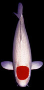 Utsuri Mono Shiro Utsuri – Koi Variety